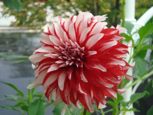 Картинка цветы георгины