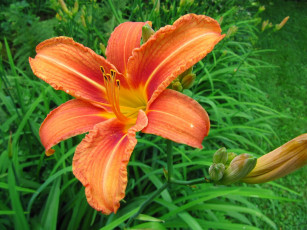 Картинка цветы лилии лилейники лилия xxx anikka albrite