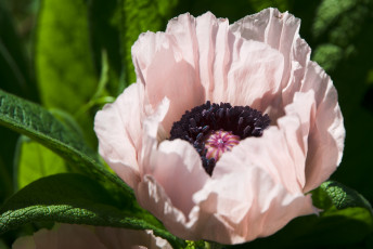Картинка цветы маки розовый лепестки