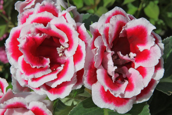 Картинка цветы глоксиния синнингия пестрый кайма