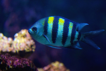 Картинка животные рыбы полосатый плавники