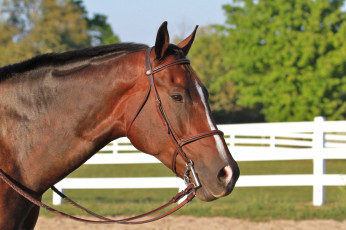 Картинка животные лошади красавец гнедой голова