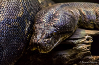 Картинка животные змеи питоны кобры питон огромный чешуя голова