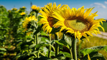 Картинка цветы подсолнухи