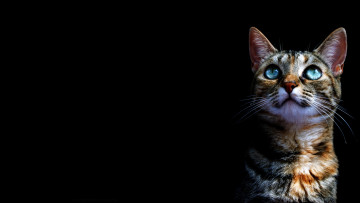 Картинка животные коты кот