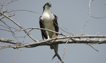 Картинка животные птицы хищники ветка