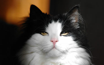 Картинка животные коты взгляд кошка