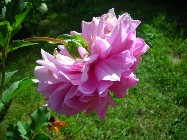 Обои картинки фото цветы, георгины