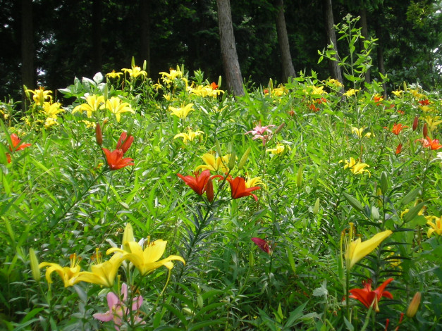 Обои картинки фото цветы, лилии, лилейники