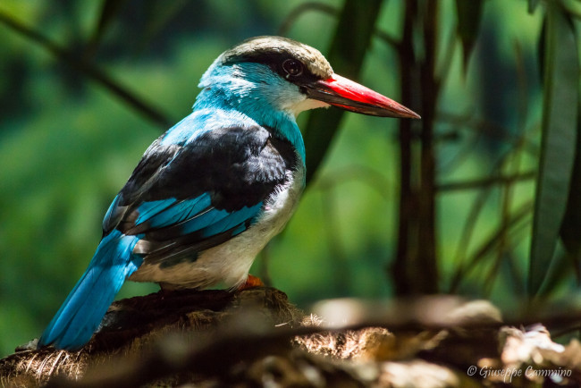 Обои картинки фото животные, зимородки, пестрый, клюв