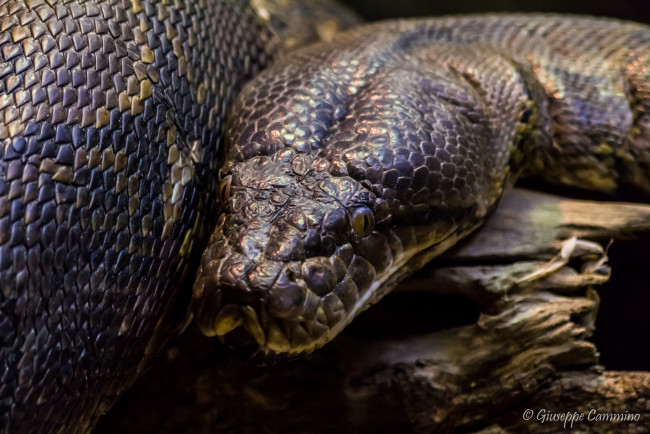 Обои картинки фото животные, змеи, питоны, кобры, питон, огромный, чешуя, голова