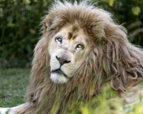 Картинка животные львы портрет