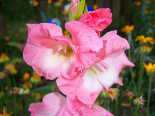 Картинка цветы гладиолусы гладиолус