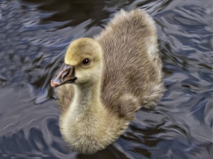 Картинка рисованные животные птицы гуси вода птенец гусёнок