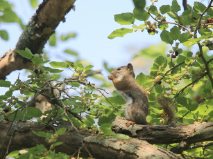 Картинка животные белки дерево