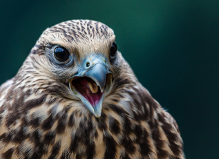 Картинка животные птицы хищники клюв хищная птица