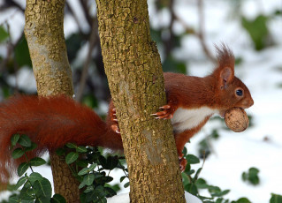 Картинка животные белки дерево орех рыжая