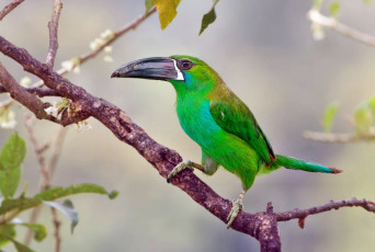 Картинка животные туканы птица клюв ветка голуболицый туканет