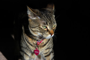 Картинка животные коты брелок морда кот ошейник
