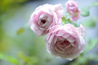 Картинка цветы розы боке капли бутоны