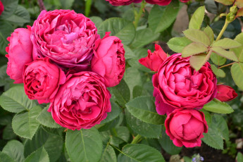 Картинка цветы розы куст