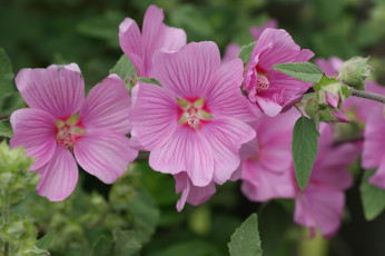 Картинка цветы мальвы макро