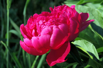 Картинка цветы пионы красный