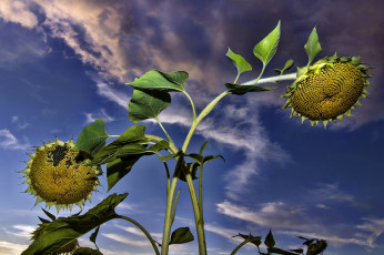 Картинка цветы подсолнухи стебли тучи корзинки