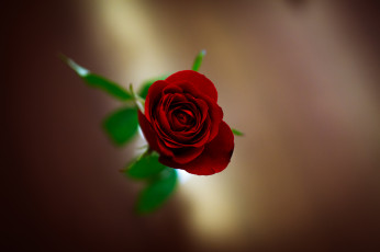 Картинка цветы розы роза бутон лепестки