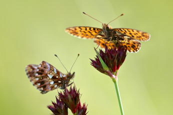Картинка животные бабочки цветы