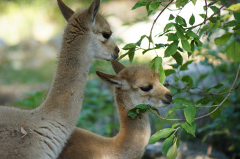Картинка животные ламы куст листья