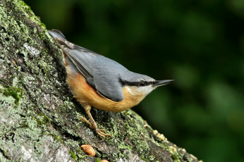 Картинка животные поползни дерево мох кора поползень