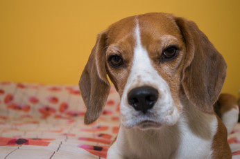 Картинка животные собаки морда бигль