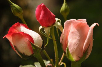 Картинка цветы розы макро бутоны