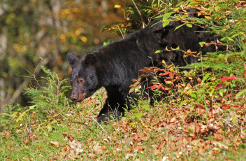 Картинка животные медведи осень топтыгин