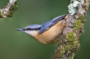 Картинка животные поползни ошейник кот поползень дерево брелок