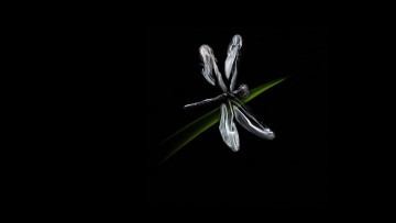 Картинка рисованные минимализм стрекоза