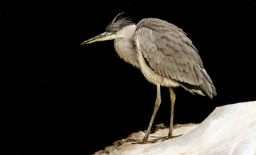 Картинка животные цапли цапля оперение клюв