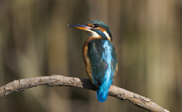 Картинка животные зимородки зимородок сучок