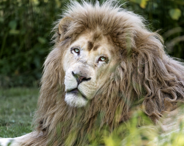 Обои картинки фото животные, львы, портрет