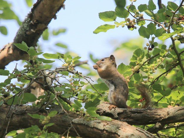 Обои картинки фото животные, белки, дерево