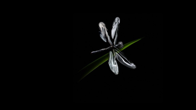 Обои картинки фото рисованные, минимализм, стрекоза