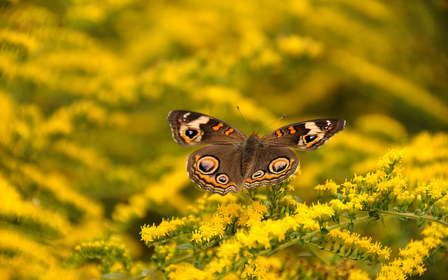 Обои картинки фото животные, бабочки, цветок, бабочка