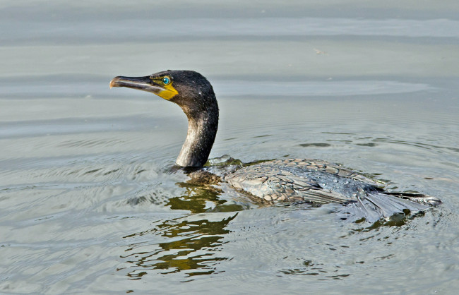 Обои картинки фото животные, Чайки, бакланы, крачки, баклан, водоем