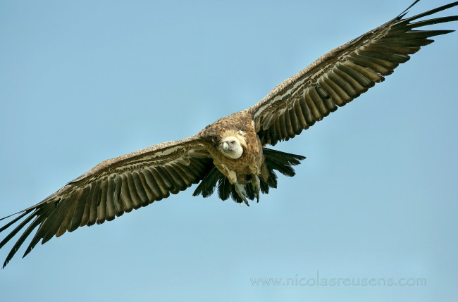 Обои картинки фото животные, птицы, хищники, крылья, парение, гриф, размах