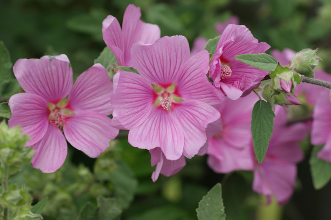 Обои картинки фото цветы, мальвы, макро