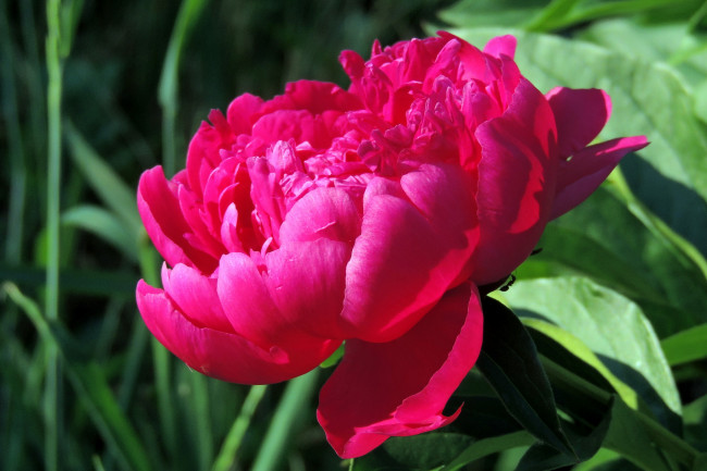 Обои картинки фото цветы, пионы, красный