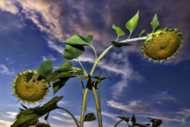 Обои картинки фото цветы, подсолнухи, стебли, тучи, корзинки