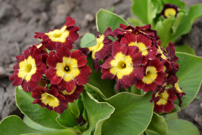 Обои картинки фото цветы, примулы, примула