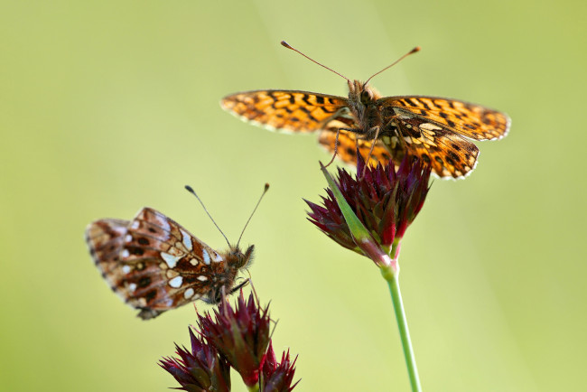 Обои картинки фото животные, бабочки, цветы